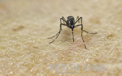 Lần đầu tiên phát hiện các trường hợp nhiễm virus Zika do muỗi đốt ngay tại châu Âu