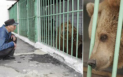 Gấu nâu Katya - "nữ tù nhân" kì lạ nhất thế giới được ân xá sau khi thụ án 15 năm tù trong một nhà giam toàn tội phạm nguy hiểm