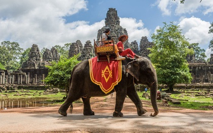 Sau làn sóng phẫn nộ từ dư luận, chính phủ Campuchia chính thức cấm cưỡi voi ở Angkor Wat