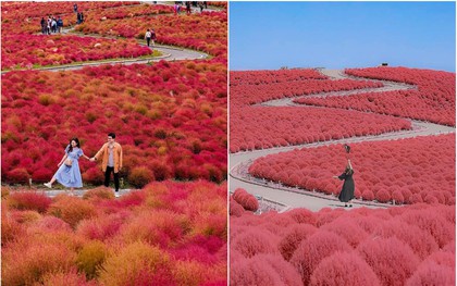 Đẹp nhất Nhật Bản mùa này chính là đồi cỏ Kochia đỏ rực, du khách đua nhau check-in đông không thấy lối đi