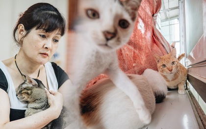 Nhà Mèo và câu chuyện cô chủ nhặt nuôi hàng trăm chú mèo bệnh tật về chăm sóc: "Nếu sống, con sẽ được ở lại đây mãi mãi"