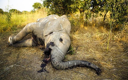 WWF: Chúng ta chỉ còn 20 năm trước khi loài vật trên cạn to lớn bậc nhất thế giới sẽ bị tuyệt diệt