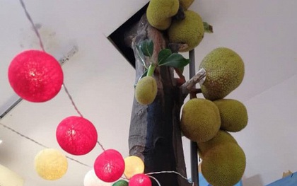Hình ảnh cây mít sai trĩu quả mọc ngay giữa văn phòng ở Sài Gòn khiến nhiều người trầm trồ