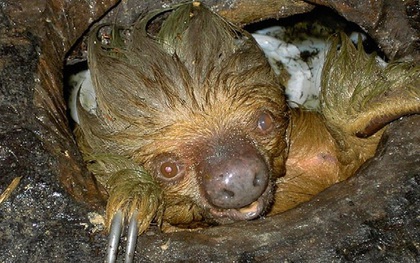 Phát hiện con lười trốn dưới hố xí xây trong rừng Amazon, những gì xảy ra sau đó khiến bất kỳ ai cũng thấy... buồn nôn đến tột độ