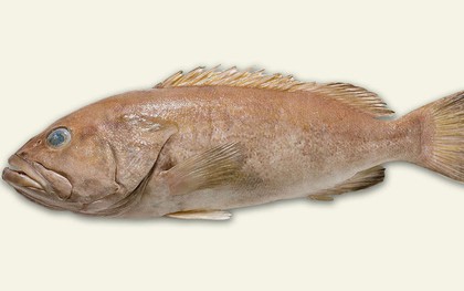 Người Úc ngày nào cũng ăn và khen con cá này ngon, nhưng hóa ra lại là loài khoa học chưa từng biết đến