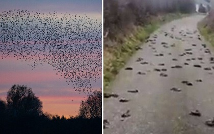 Hàng trăm con chim rơi xuống chết một cách bí ẩn, cảnh tượng hãi hùng như phim kinh dị