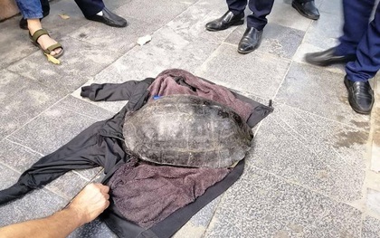 Hà Nội: Người đàn ông bắt được con rùa nặng hơn 10kg dưới hồ Gươm
