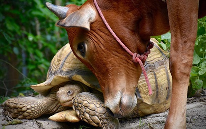 Tình bạn đẹp giữa chú bò tật nguyền và chú rùa già trong khu bảo tồn khiến ai cũng phải tan chảy vì quá đáng yêu