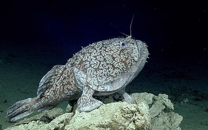 Các nhà khoa học phát hiện loài cá sống gần 1000m bên dưới mặt nước biển, sử dụng vây làm bàn chân để đi lại