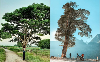 3 cây cô đơn đình đám đang gây bão mạng dịp cuối năm, hoá ra lại chẳng hề “cô đơn” vì luôn có hội sống ảo kề bên!