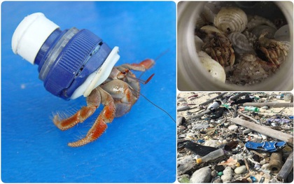 Thảm họa sinh thái: Nửa triệu sinh vật đã phải bỏ xác tại hòn đảo đang ngập trong hàng trăm triệu mảnh rác nhựa