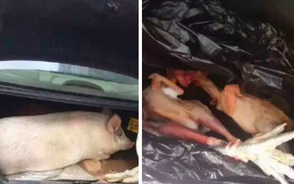 Chết cười hình ảnh lợn và gà chen chúc nhau trên cốp xe lên thành phố sau nghỉ Tết tại Trung Quốc