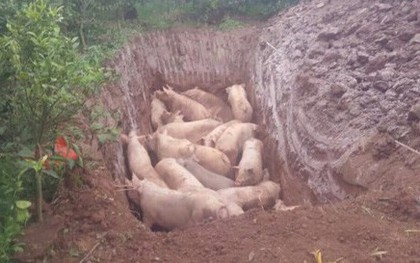 Người dân mang hàng trăm con lợn nhiễm dịch tả châu Phi đi tiêu hủy