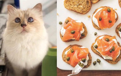 Khám phá thực đơn 5 sao của cô mèo Choupette giàu nhất thế giới, có món mà "thường dân" chúng ta có khi còn chưa ăn bao giờ