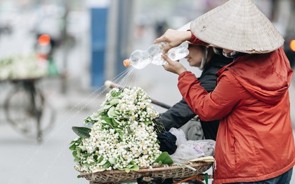 Hoa bưởi tháng 2 theo gió xuống phố Hà Nội, giá lên đến 300.000 đồng/kg vẫn cháy hàng