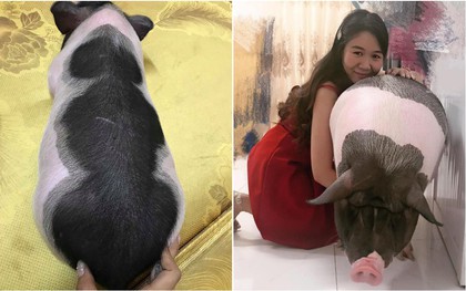 Cô gái mua heo mini về nuôi làm thú cưng, ai ngờ 1 năm sau nó biến thành heo khổng lồ nặng hơn 1 tạ