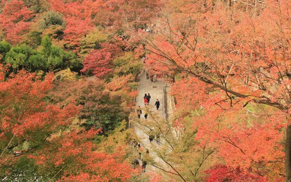 Đến Nhật Bản mùa lá đỏ, đừng bỏ qua những trải nghiệm này!