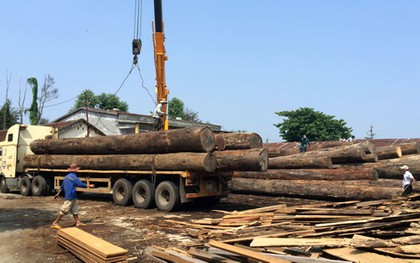 Bị hàng tấn gỗ đè xuống người khi tháo dỡ từ xe tải, tài xế ở Quảng Nam tử vong