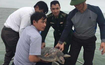 Hà Tĩnh: Thả rùa nặng 18,5kg dính lưới ngư dân về với biển