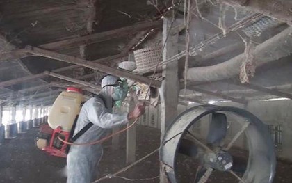 Dịch tả lợn châu Phi xuất hiện ở Nghệ An