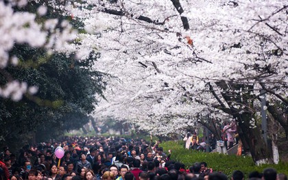 Xót xa vườn hoa anh đào bị phá, đại học Trung Quốc tự làm filter hoa rơi sống ảo để du khách đỡ rung cây
