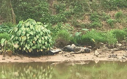 Hà Nội: Phát hiện thi thể đang phân hủy trên sông Nhuệ