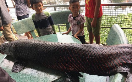 Sự thật thông tin người dân Hà Nội bắt được cá "khủng" hơn 1 tạ trên sông Nhuệ