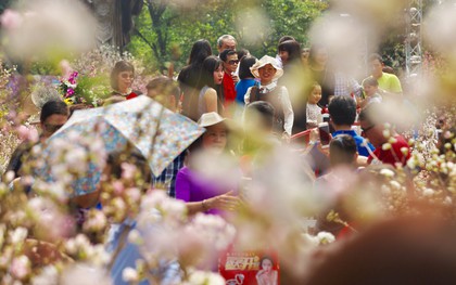 Người dân Thủ đô chen chúc tham gia, check - in tại lễ hội hoa anh đào 2019 dịp cuối tuần