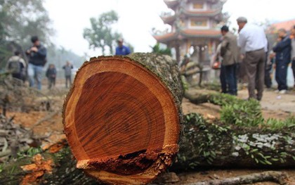 Hà Nội: Người dân thôn Phụ Chính vẫn loay hoay trước “giờ G” bán đấu giá cây sưa “trăm tỷ”