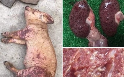 Đề nghị xử lý nghiêm người tung tin đồn thất thiệt về dịch tả lợn châu Phi