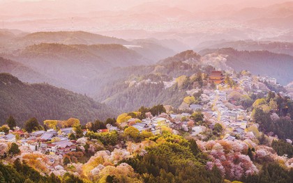 Cánh rừng với 50.000 cây hoa anh đào ở Nhật Bản, “nhuộm hồng” cả một quả núi và đẹp đến khó tin!
