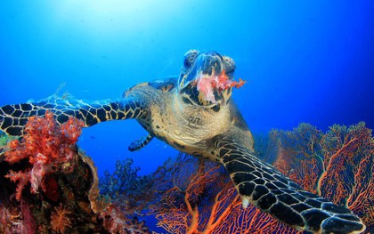 Rùa biển thở bằng phổi, vậy chúng làm thế nào để ăn được dưới nước? Đáp án là sự kỳ diệu của tạo hóa