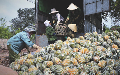 Dứa xuống giá thê thảm, nông dân Nghệ An ứa nước mắt bán tống bán tháo mong gỡ lại vốn
