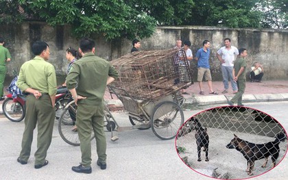 Một nữ lao công ở Hà Tĩnh bị chó tấn công tổn thương nặng phần đầu