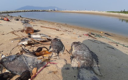 Cá chết hàng loạt, bốc mùi hôi thối ở bãi biển Đà Nẵng do nước xả thải