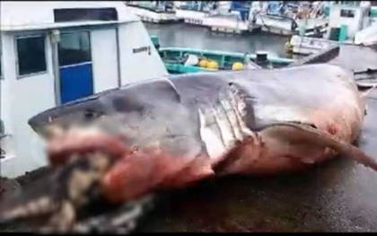 Cá mập trắng khổng lồ chết nghẹn khi cố nhai rùa biển - hình ảnh chứng minh tự nhiên có thể tàn khốc đến mức nào