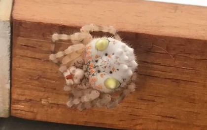 Lại là nước Úc kỳ quái: Người đàn ông hoảng hồn phát hiện con nhện trông như miếng sushi đang bò trong nhà