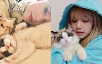 Taylor Swift và Lisa (Black Pink) đúng là 2 chị em: Ngoại hình giống nhau đã đành, đến 2 chú mèo cưng nhìn cũng như sinh đôi