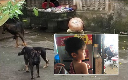 Vụ đàn chó cắn bé trai 7 tuổi tử vong: Lời kể hãi hùng của 1 em bé từng may mắn thoát chết
