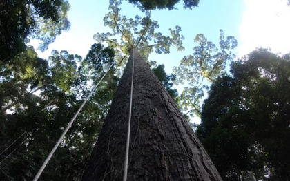 "Sợ tê tái" là cảm giác khi leo lên cái cây nhiệt đới cao bậc nhất thế giới mà khoa học vừa tìm ra