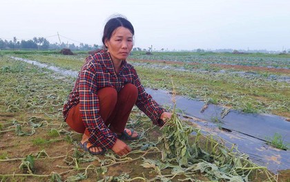 Gia đình người dân Nghệ An khóc nghẹn bên ruộng dưa bị phá hoại