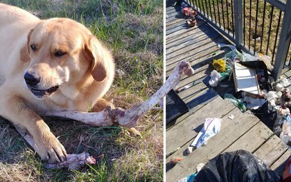 Canada: Bắt quả tang gấu hối lộ xương cho chó để vào nhà dân bới thùng rác