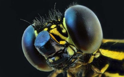 Những bức ảnh lạ thường về các loài côn trùng khi chụp cận cảnh