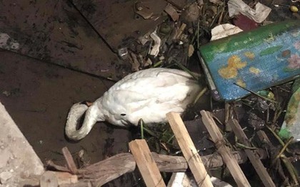 Hải Phòng: Thiên nga trắng dưới sông Tam Bạc vùng vẫy rồi gục giữa bãi rác khiến nhiều người xót xa và phẫn nộ
