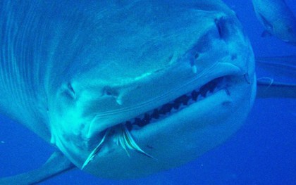 Từ vài bãi nôn của cá mập, khoa học phát hiện chúng ăn một thứ không ai có thể ngờ đến