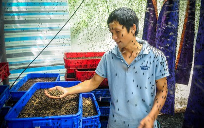 Chàng kỹ sư Sài Gòn bỏ việc về quê nuôi ruồi, doanh thu 80 triệu đồng/tháng: Từng bị gia đình phản đối, bạn bè cười nhạo