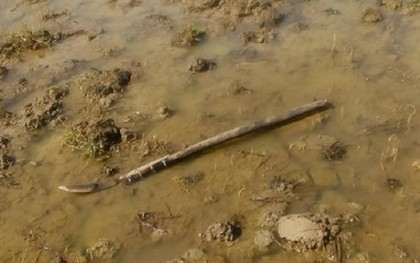 Hai chú cháu ruột đâm nhau và cùng chết ở ngoài đồng