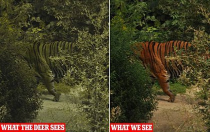 Tại sao lông con hổ có màu đỏ cam cực kỳ nổi bật mà vẫn là hung thần của rừng xanh? Đây chính là câu trả lời