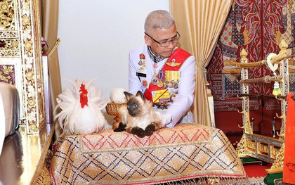 Dân mạng tranh cãi vì nghi ngờ con mèo trong lễ đăng quang của vua Thái Lan là giả