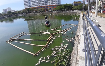 Đà Nẵng: Cá chết hàng loạt, nổi lềnh bềnh trên hồ Thạc Gián